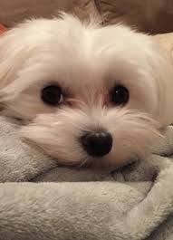 Pin By Cecile On Chien In 2020 Maltese Puppy Maltese Dogs Puppies