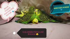 yavru kus ayagi kirildi veteriner e goturdum youtube