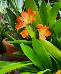 Image result for Clivia miniata