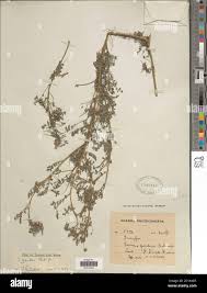 Image result for Indigofera zenkeri