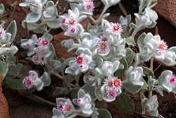 Image result for Helichrysum sulfureofuscum