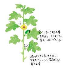 オクラの育て方 栽培方法 植え方やお手入れのコツやポイントまで 通販 ディノス