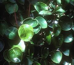 If you look closely you will notice that the large round leaves. The Peperomia Page