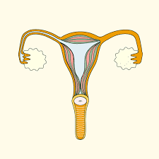 But research suggests that pregnancy, birth. What Are Uterine Fibroids Daye