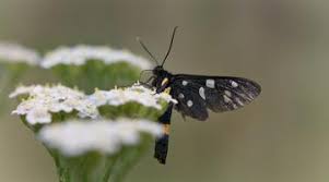 Also ich habe auch schon mal gehört, dass ein schmetterling in der wohnung bedeutet, dass ein verstorbener einen besuchen kommt (bzw. 8 Tipps Wie Du Schmetterlingen Beim Uberwintern Hilfst Bluhendes Osterreich