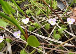 Image result for Mayacaceae