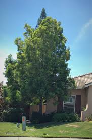 Image result for Afrocarpus