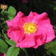 Rose Gallica Flower Essence Green Hope Farm Flower Essences Flowers Essence
