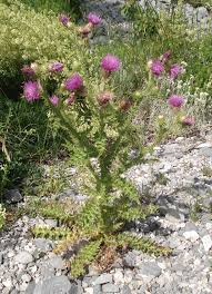 Image result for Eschenbachia gouanii