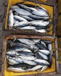 We did not find results for: 8 Jenis Ikan Laut Kaya Gizi Untuk Dikonsumsi Baik Bagi Kesehatan Kapanlagi Com