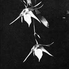 Image result for Aeranthes africana