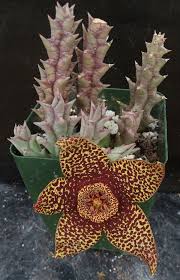 Image result for Orbea rogersii