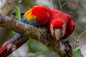 Beautiful amazon rainforest birds eye view. Amazon Rainforest Birds Photos Info Thinkjungle Com