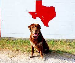 Find austin, texas animal shelters, puppy dog and cat shelters, pet adoption centers, dog pounds, and humane societies. 7 Austin Animal Shelters Where You Can Find Your New Best Friend