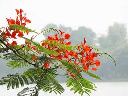 Kết quả hình ảnh cho mùa he