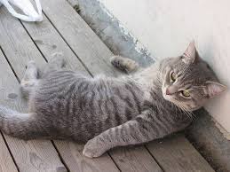 The following tabby cat pictures show what this prolific coat pattern looks like across a number of cat breeds. Cat Kitten Grey Tabby Lounging Grey Tabby Cats Tabby Cat Pictures Tabby Cat