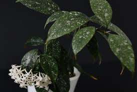 Image result for hoya multiflora