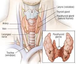 Thyroid Cancer Guide Causes Symptoms And Treatment Options