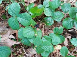 Image result for Rubus kirungensis