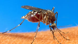 Malária môže spôsobiť smrť v dôsledku poškodenia mozgu alebo životne dôležitých orgánov. Italie Tropicka Infekce Chikungunya Malarie A Zapadonilska Horecka Blog Idnes Cz