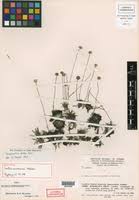 Image result for Syngonanthus welwitschii