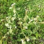 Image result for Heliotropium supinum