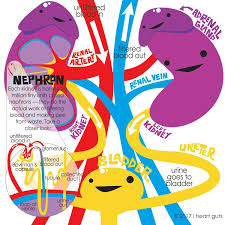 Urinary System Nursing Goals Nursing Students Nclex Study Guide