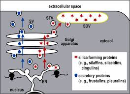 Cellular slime molds are thus of great interest to cell and developmental biologists, because they provide a comparatively simple and. Molecular Mechanism For Biomineralization In A Eukaryotic Single Celled Organism Journal Of Biological Chemistry