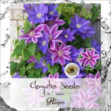 It is a good idea to prune clematis the first spring after planting. Clematis Seeds Clematis Climbing Flower Seeds For Planting Non Gmo Easy Growing Sweetly Fragrant Clematis Vine Seeds Perennial To Plant By Havipro 50 Mix Buy Online In El Salvador At Desertcart 205300768