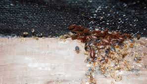 Bedwantsen zijn kleine insectjes die op bloed overleven. Veel Voorkomende Vragen Bij Bedwantsen Ongediertebestrijden Com