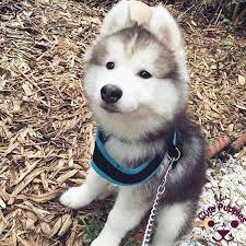 All your questions about the cuteness of siberian husky puppies should be answered here, unless we. Cute Husky Puppies That You Will Love Cute Puppies Now