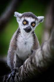 Infant Ring Tailed Lemur Lemur Animals Infant