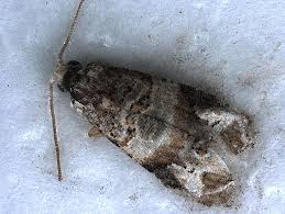 Image result for Lobesia botrana grapevine