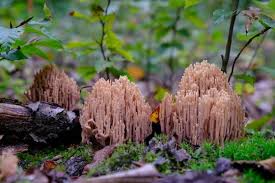 Image result for Ramaria stricta