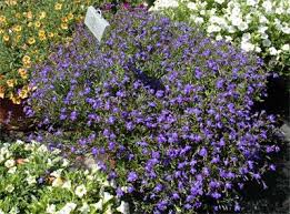 Image result for Lobelia thermalis