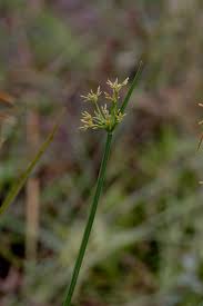 Image result for Cyperus clavinux
