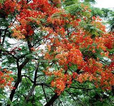 Check spelling or type a new query. Gulmohar Trees Complete Information Uses Of Gulmohar Trees