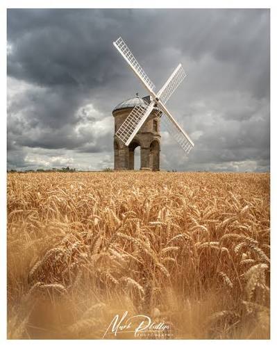 Wheat field foreground