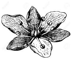 We did not find results for: Beautiful Detailed Exotic Flower Tattoo Sketch Royalty Free Cliparts Vectors And Stock Illustration Image 78439997