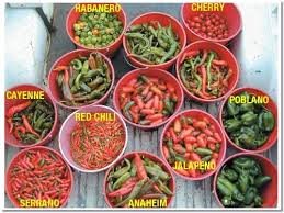 Denumire populara in alte limbi: Ardei Iuti