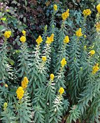 Goldenrod The Golden Flowers Contrast Nicely With The Glaucus Foliage It Drought Resistant Plants Drought Tolerant Plants California Drought Tolerant Plants