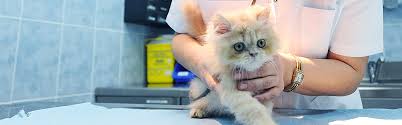 Adopting a pet means you need to commit to and take care of it for the rest of its life. Register Pets For Adoption Abu Dhabi Animal Shelter