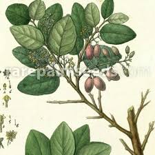 Image result for Cryptocarya