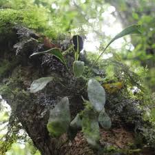 Image result for Achyrospermum laterale