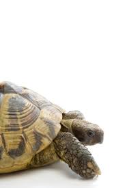 Habitats Or Enclosures For Sulcata Tortoises In Cold Weather Climates Animals Mom Com