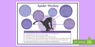 Camel spiders are not regarded as true spiders for 3 reasons: Spider Monkey Adaptations Poster Monkey Facts For Kids