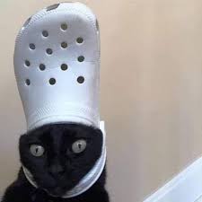 Maybe you would like to learn more about one of these? 23 Pets With Crocs On Their Heads Ideas Pets Funny Animals Cute Animals