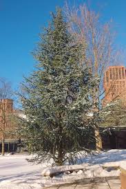 A distinctive evergreen, the atlas cedar makes a beautiful specimen tree. Blue Atlas Cedar Yale Nature Walk