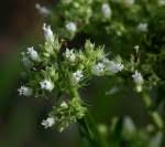 Image result for Multidentia exserta