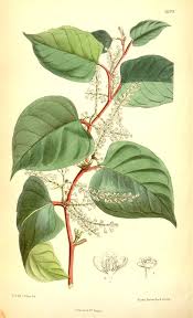 Image result for Ochthocharis dicellandroides